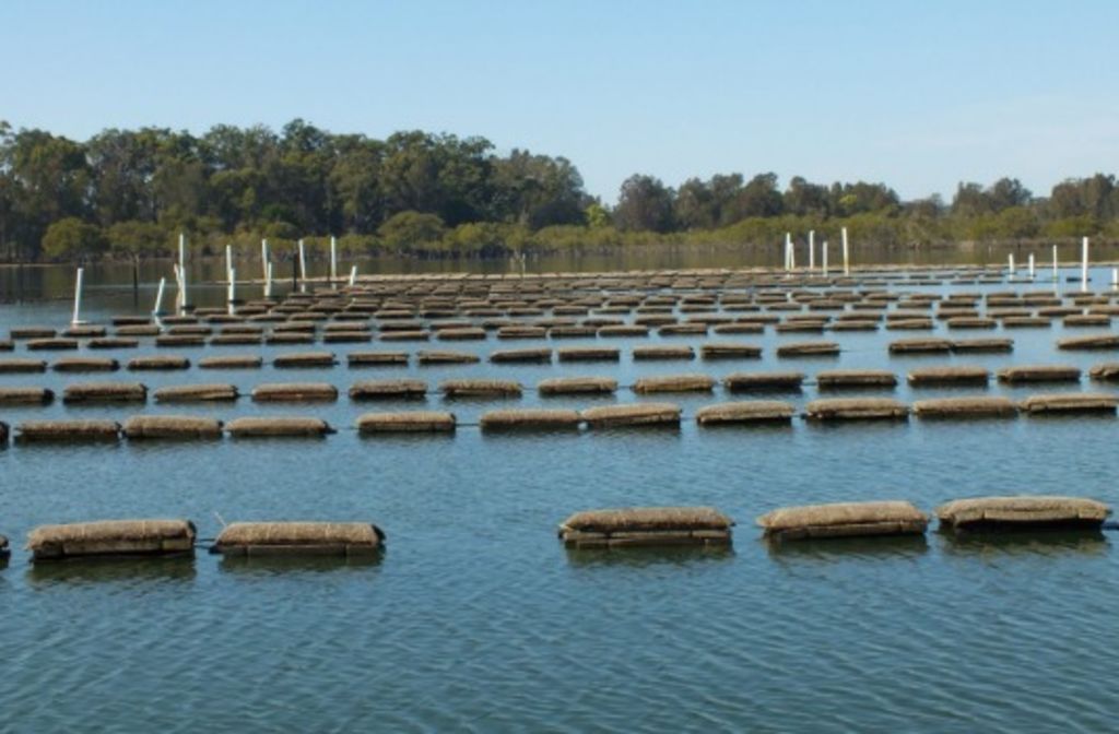 Sydney investor slurps up Port Macquarie's Crown Oysters