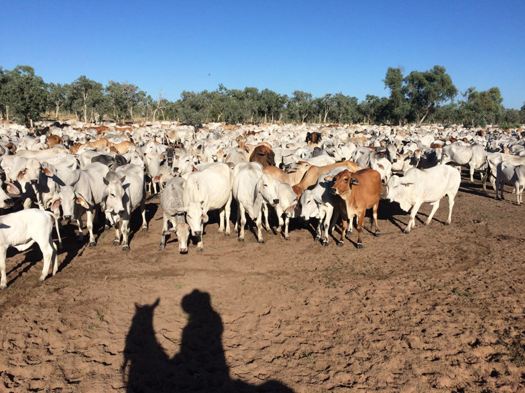 Gunn Agri Cattle Fund secures $100m for farm acquisitions
