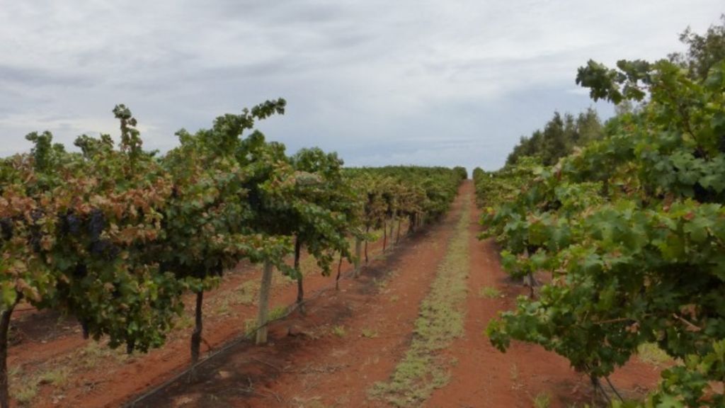 Blue Sky buys $16m Mildura vineyard for Canadian pension fund