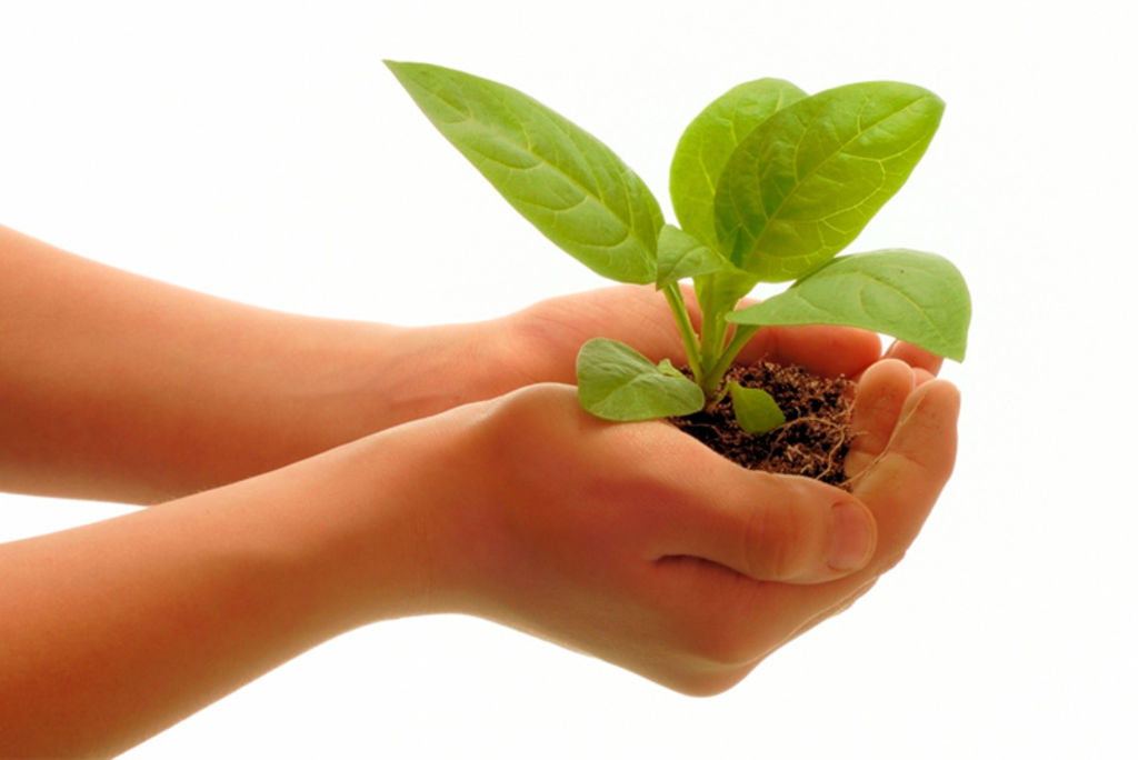 Moving your plants to a new home