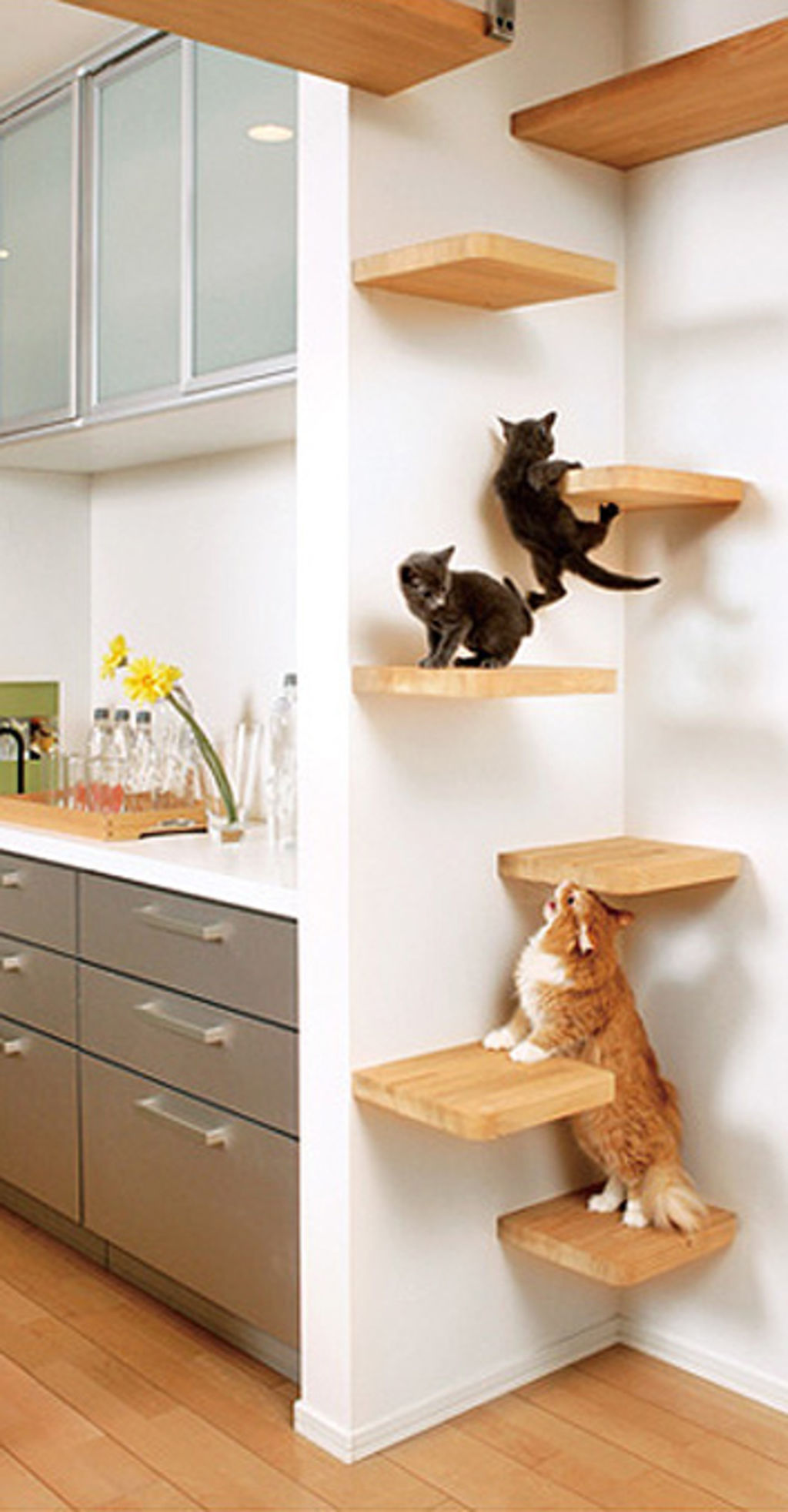 Homes Of The Pet Obsessed
