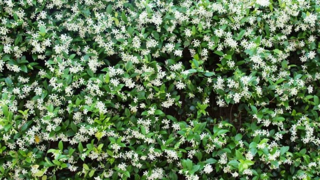 Climbers Can Add Charm And Protection To Any Garden