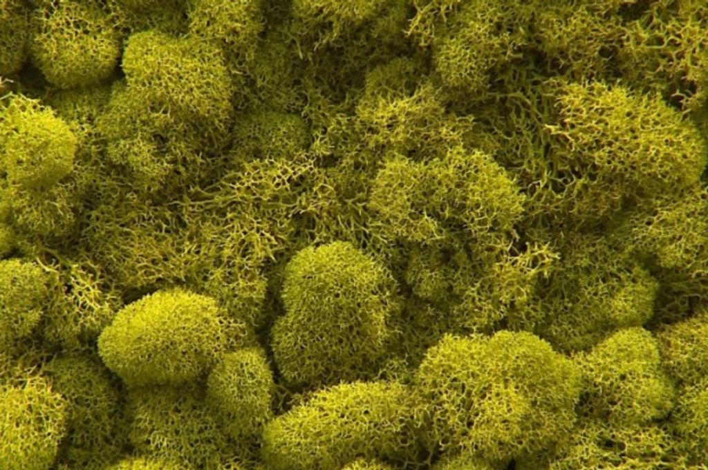 Mossy walls the latest design trends