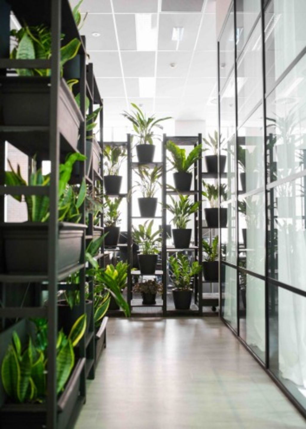 A greenery wall is used to create privacy in the office.