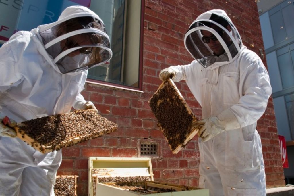Backyard beekeeping is Australia's latest urban craze