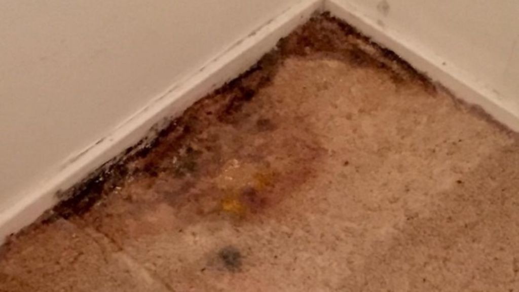 Mould raises health issues in a rental home.