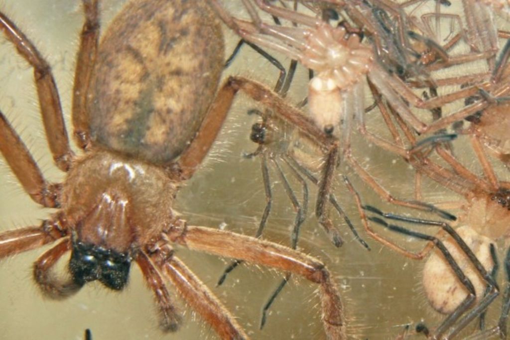 What's making your home an all-you-can-eat buffet for spiders