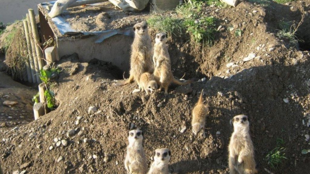 A group of Meerkats are included in the Animalarium. Photo: Morris Marshall & Poole.