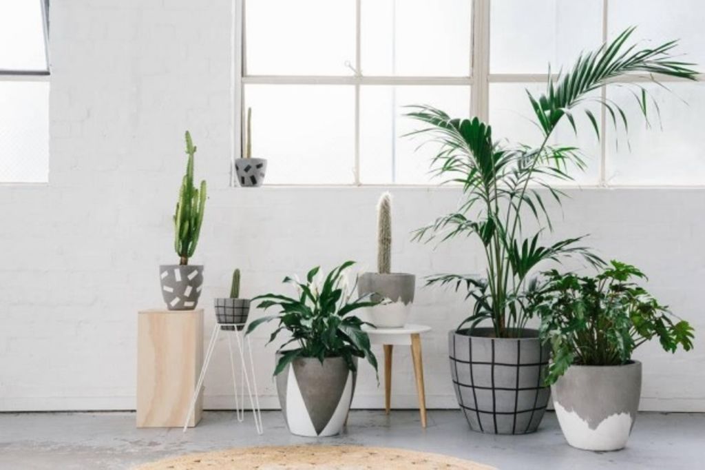 How to style indoor plants