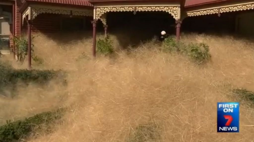 Hairy Panic Grass Engulfs Wangaratta Homes
