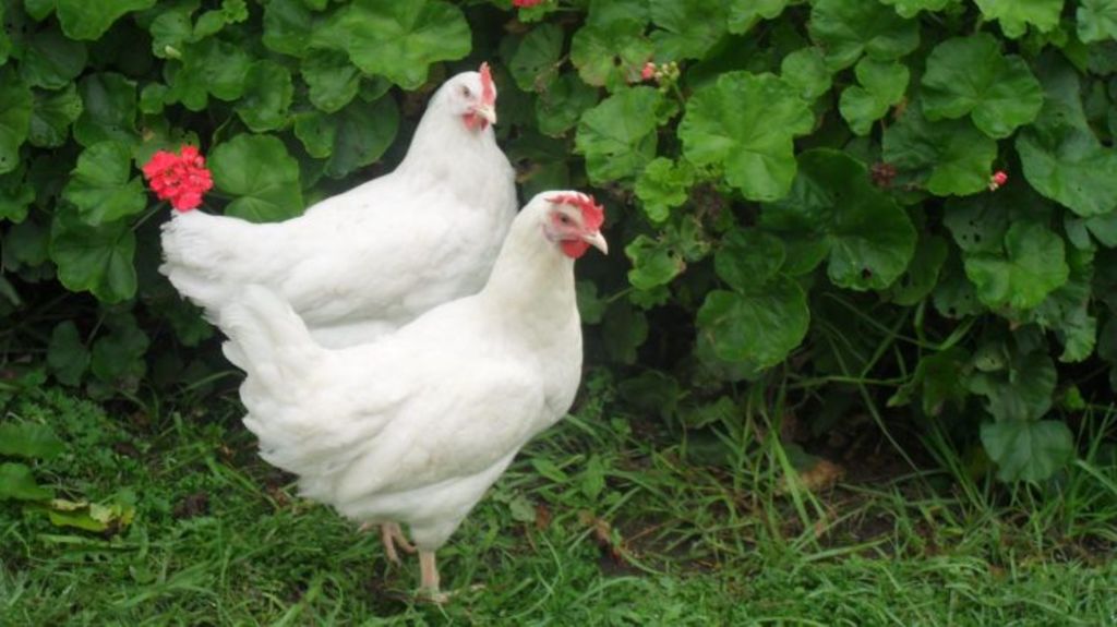 The Rise Of Inner City Chook Pens