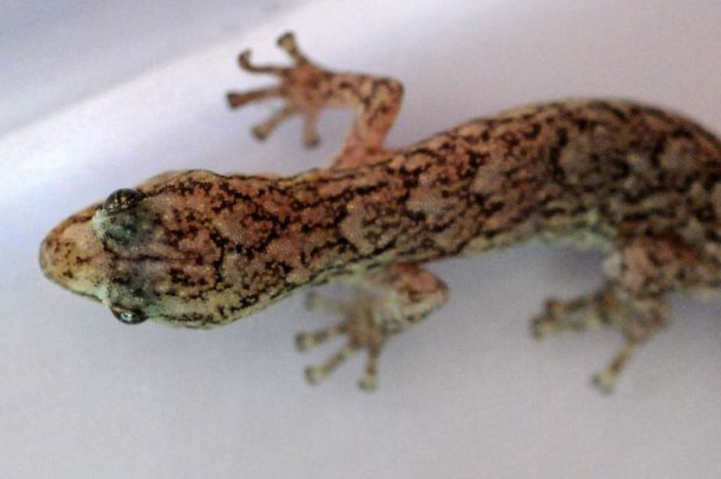 Are you living with a gecko invasion?