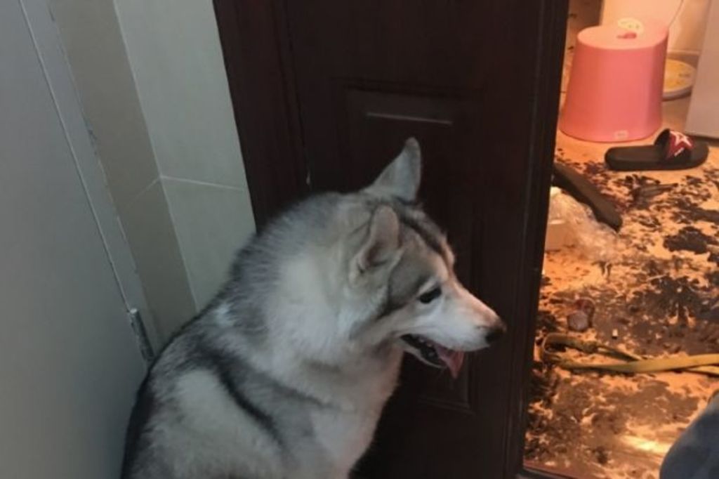 Is It Ok To Leave A Dog Alone For 24 Hours