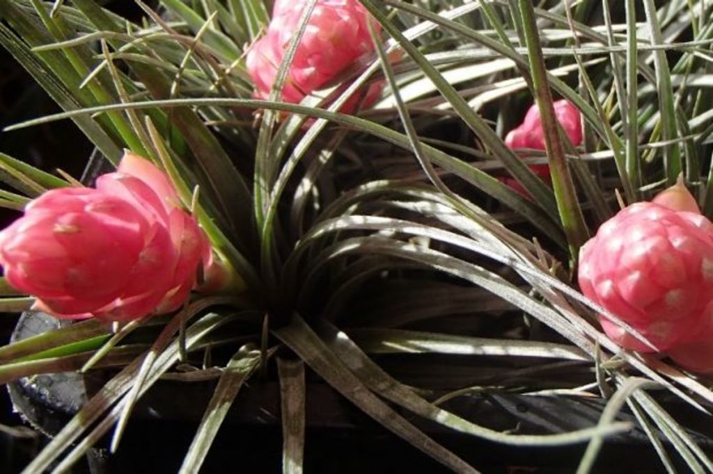Why you'll no longer be able to buy air plants in Australia