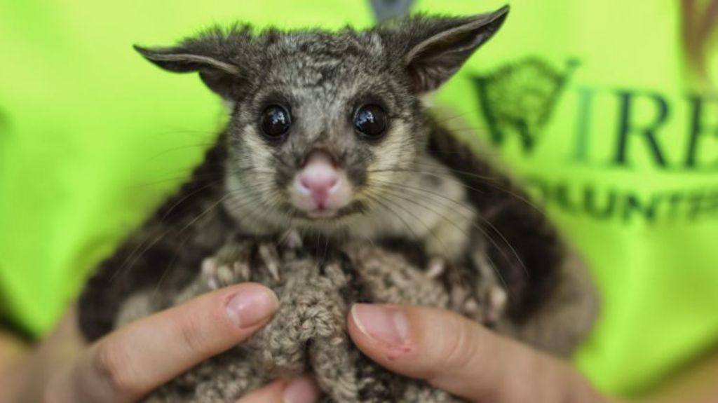 A baby brushtail possum. Photo: Wolter Peeters