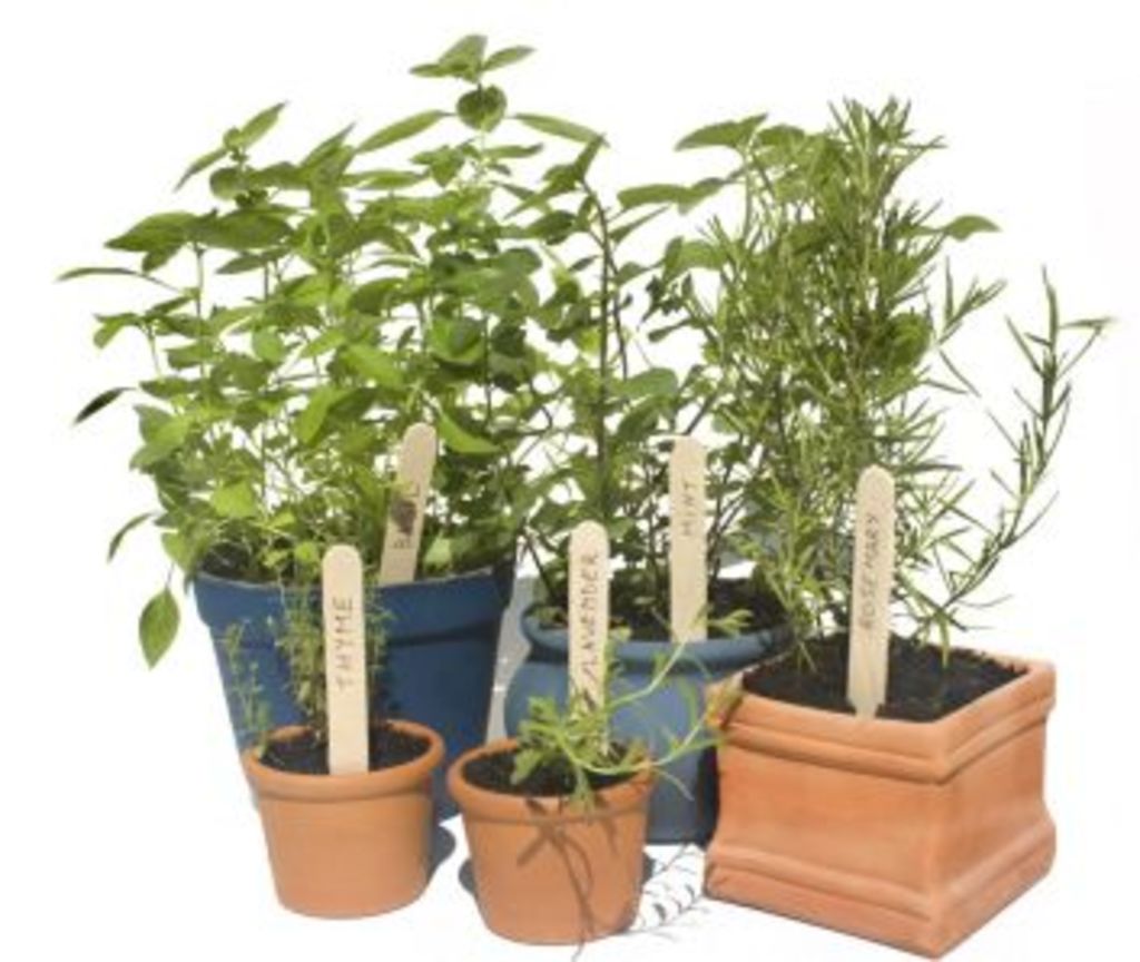 The trick to growing herbs in a pot