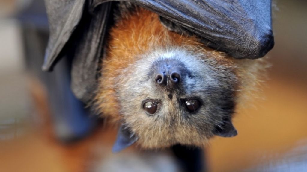 Not In My Backyard How To Live Alongside Flying Foxes In Urban Australia