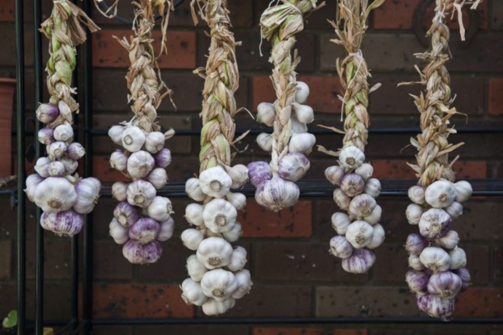 Winter solstice The time to plant garlic is now