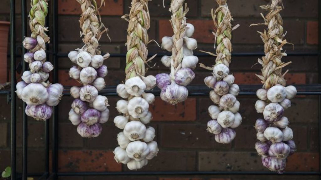 Winter Solstice The Time To Plant Garlic Is Now