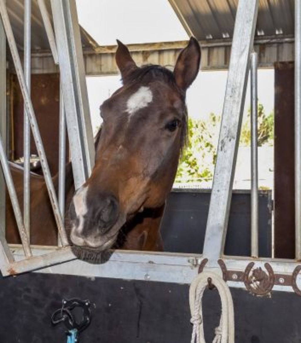 Beyond Sydney Knowsley Park, O’Connell