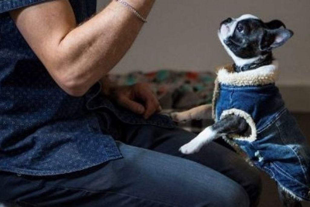 Free rent trend turns Aussies into pet carers