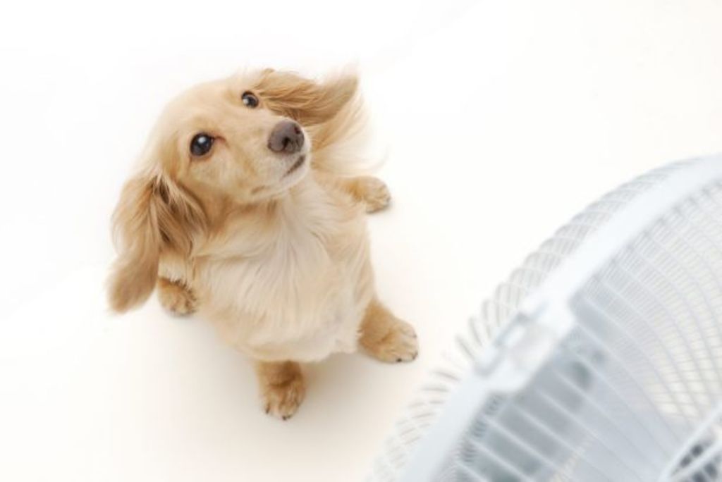 How to keep dogs and cats cool without big energy bills