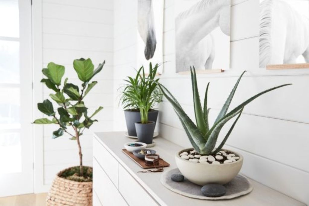 How to care for (and not kill) your houseplants