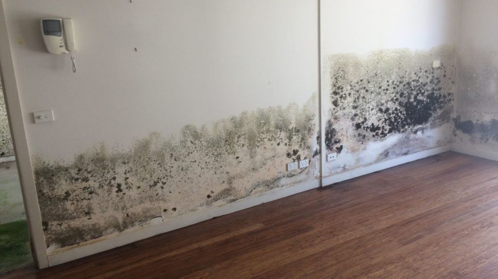 Mould is not always in visible places, often growing in wall cavities. Photo: Supplied.