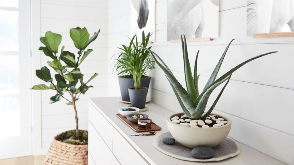 Domestic detox How to create a healthier home without