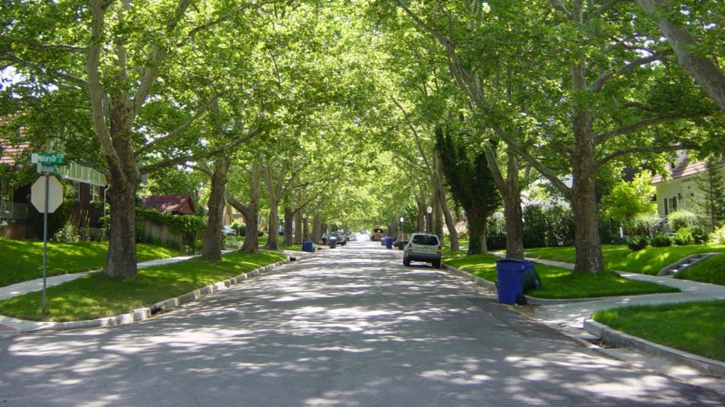 Living in a tree-lined street can add 3 per cent to the value of a home. Photo: Supplied