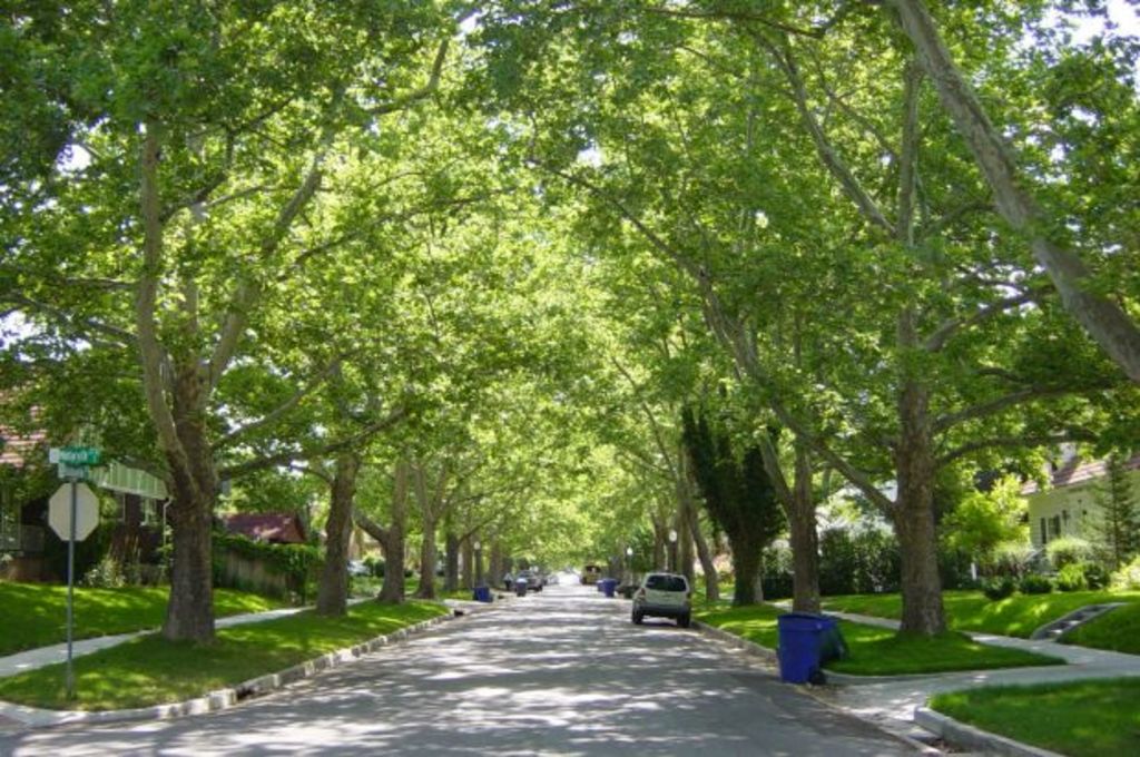Leafy streets and tree-filled backyards can add up to $20k to house prices