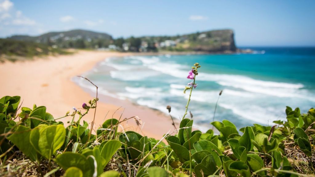 The highest clearance rate was in the northern beaches, along with the city and east. Image: Avalon Beach. Photo: Anna Kucera