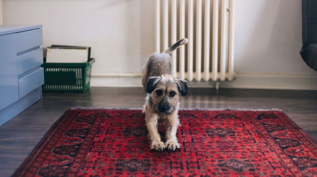Your four-legged friend needs a home too. Photo: Stocksy