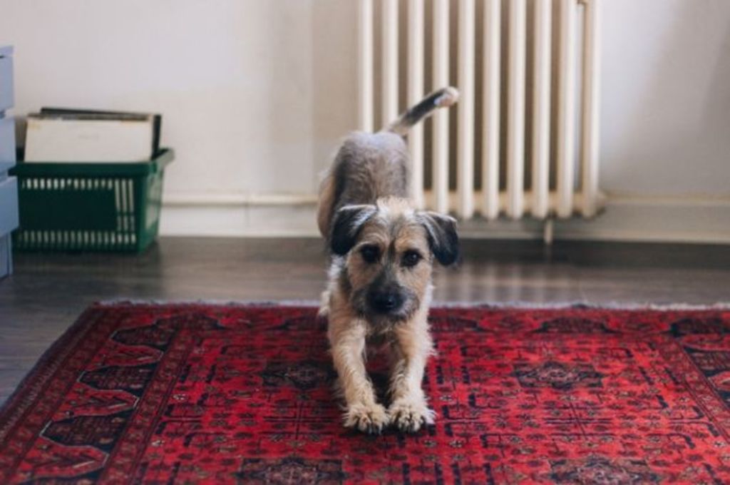 The Sydney apartment building that's encouraging pets