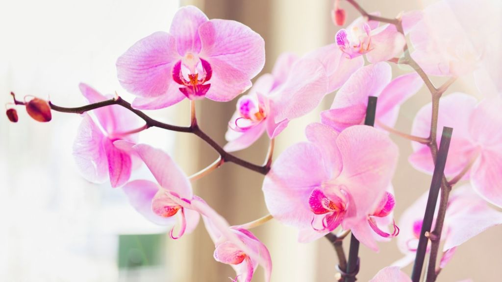 How Do I Keep An Orchid Alive Everything You Need To Know