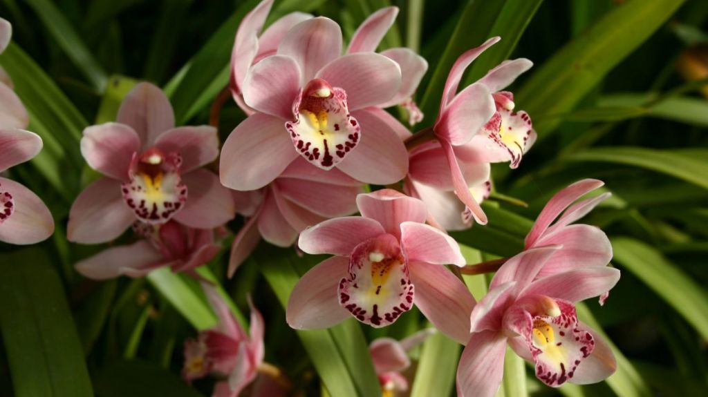 How Do I Keep An Orchid Alive Everything You Need To Know