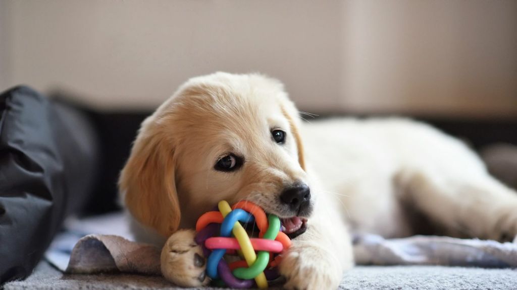 puppy proof toys