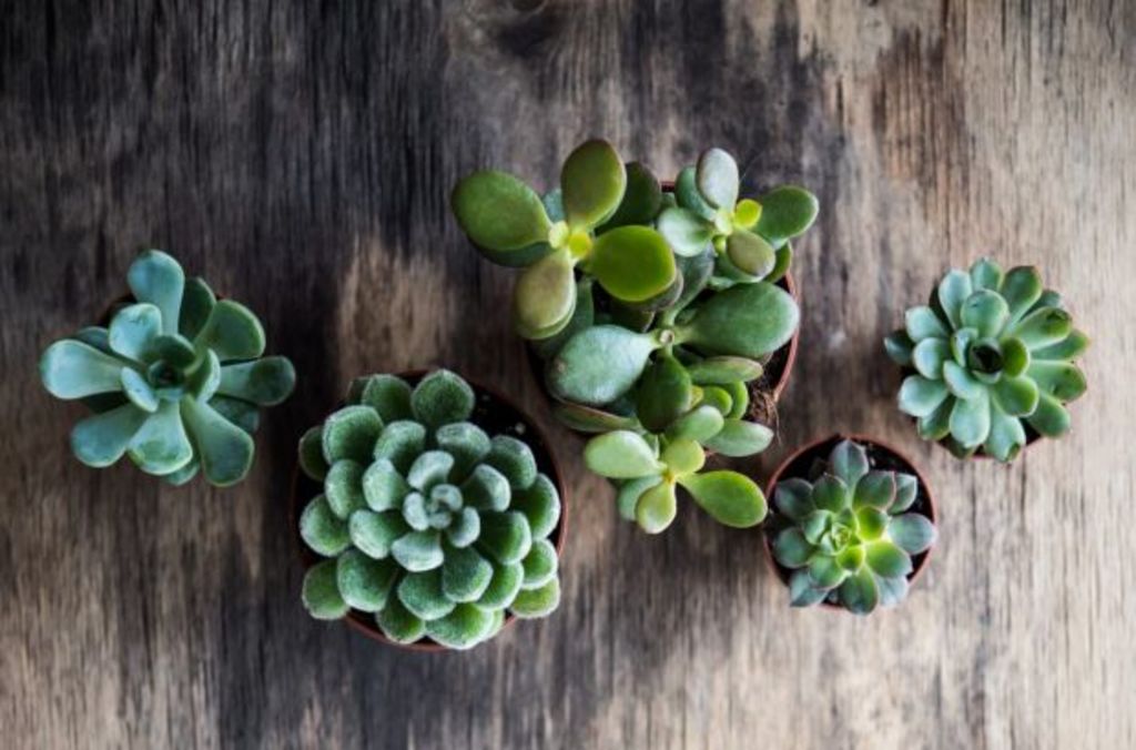 How to keep succulents happy and healthy indoors