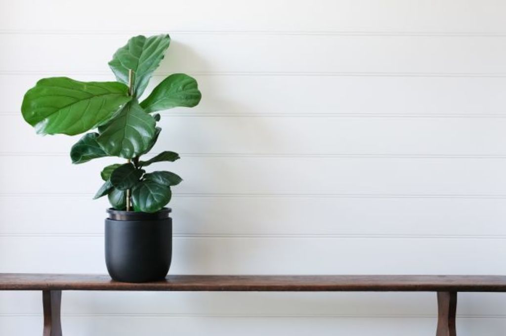 Why experts are calling this plant the fiddle-leaf fig of 2018
