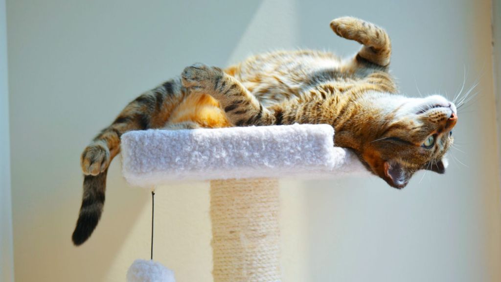 How To Keep Pets Happy And Healthy In An Apartment