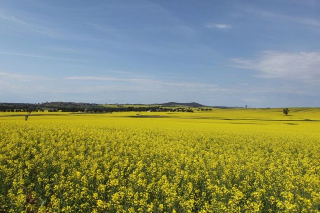 The biggest inland city in NSW: Where you can have your cake and eat it too