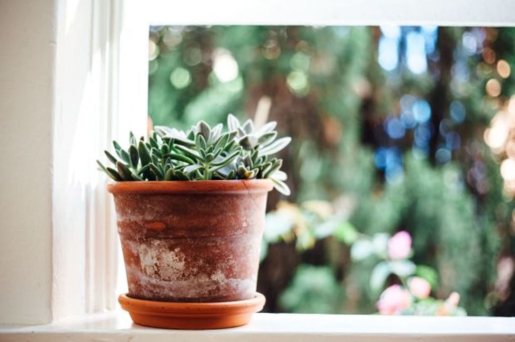 Why houseplants could be the key to detecting common home hazards