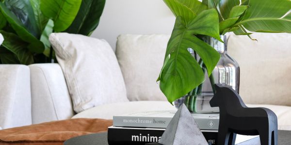 How To Choose The Perfect Indoor Plant For Each Room In Your Home