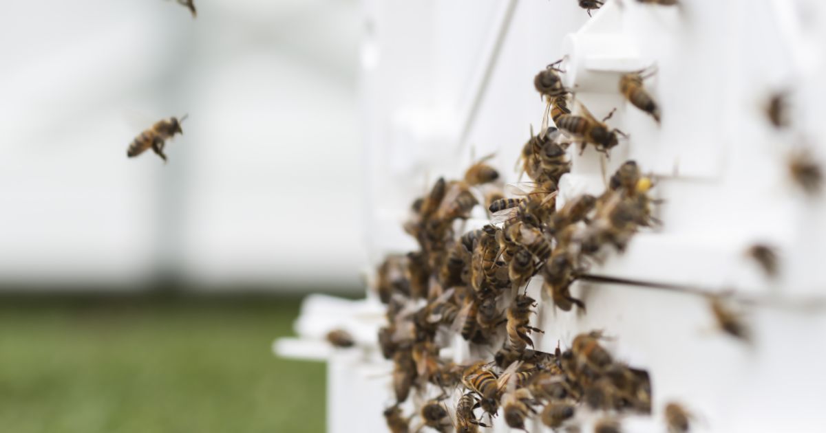Backyard beekeeping is growing in popularity and easier than it looks