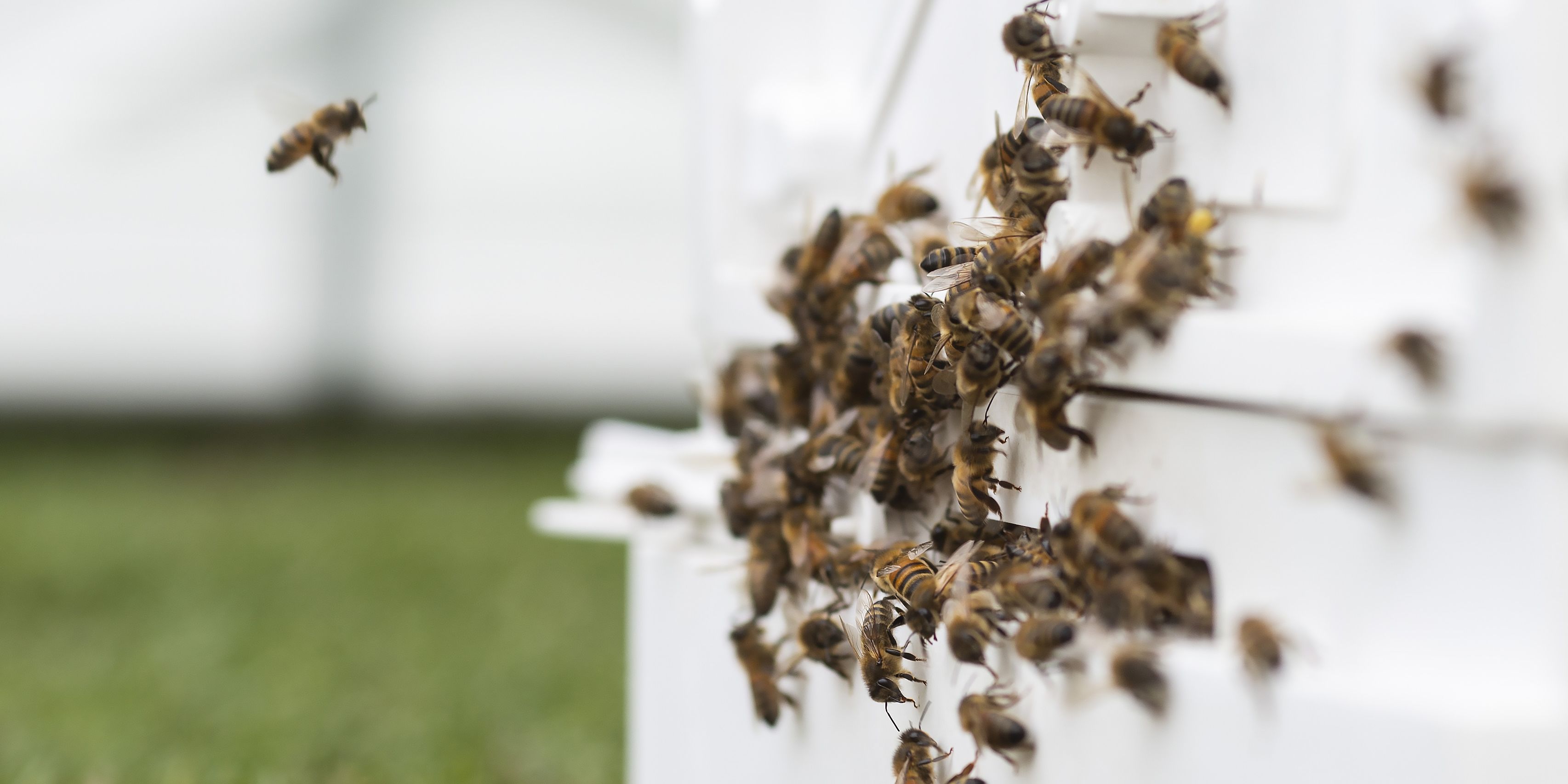 The easiest way to keep bees in your backyard