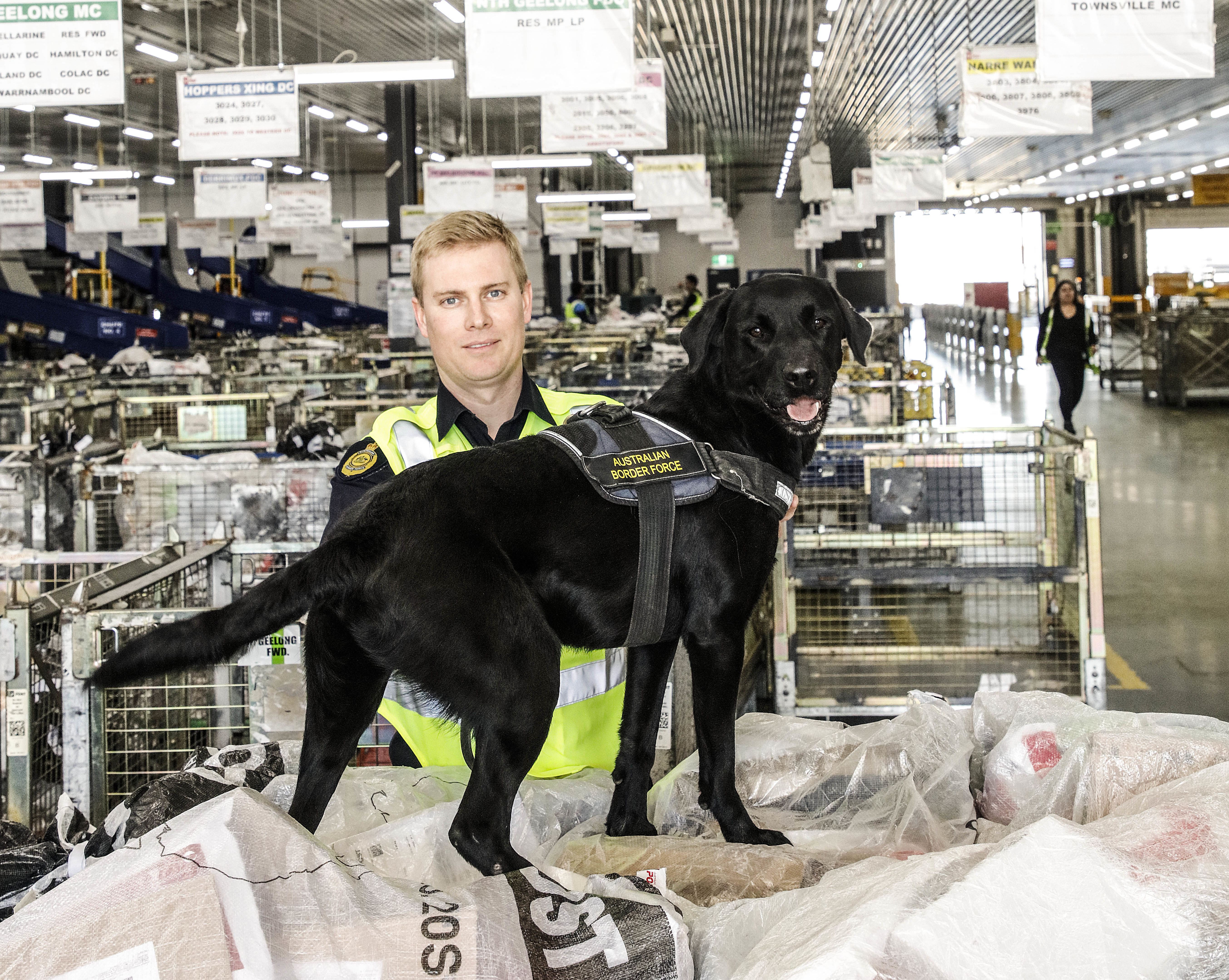 Dogs like Zuko are trained from the moment they are born for work. Photo: Julian Kingma