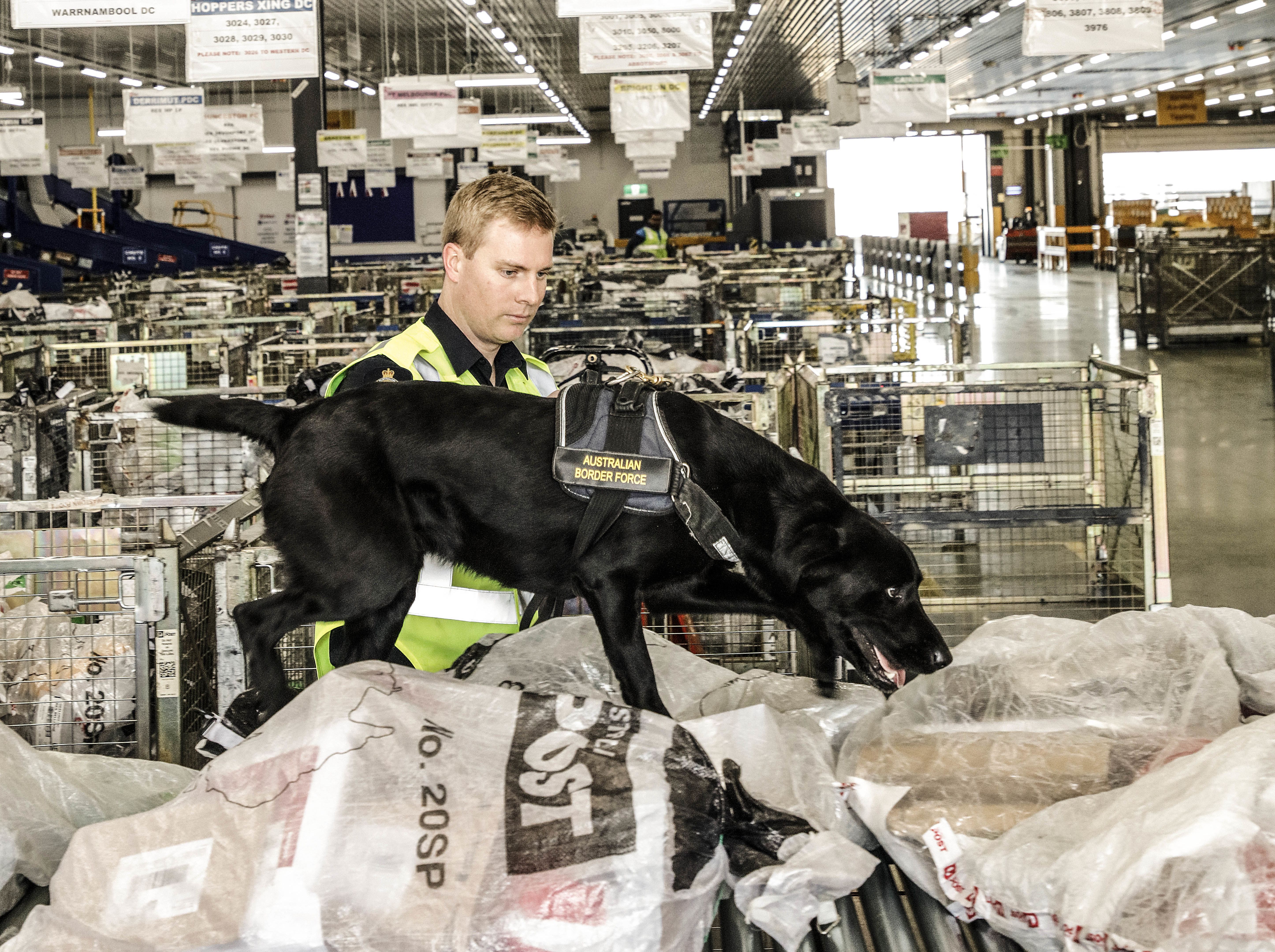 First Person: 'I am Luke Fleury and I’m a detector dog handler'