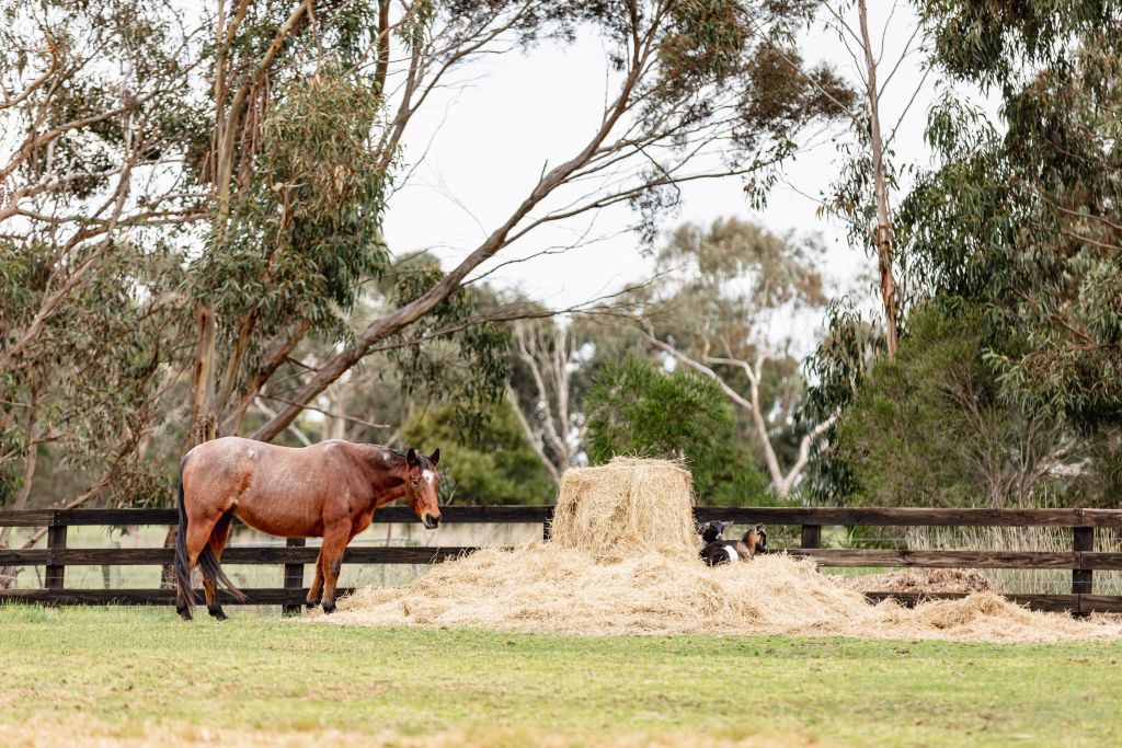 Behind the listing A hobby farm for sale that is equal parts designer