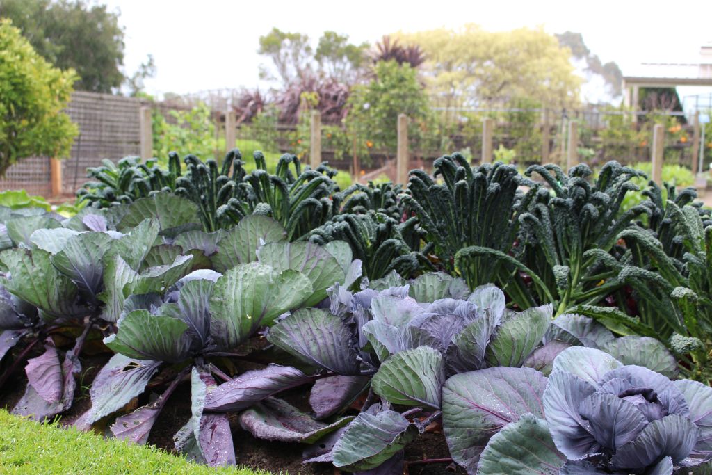Elegant edible gardens: An emerging new trend in garden design