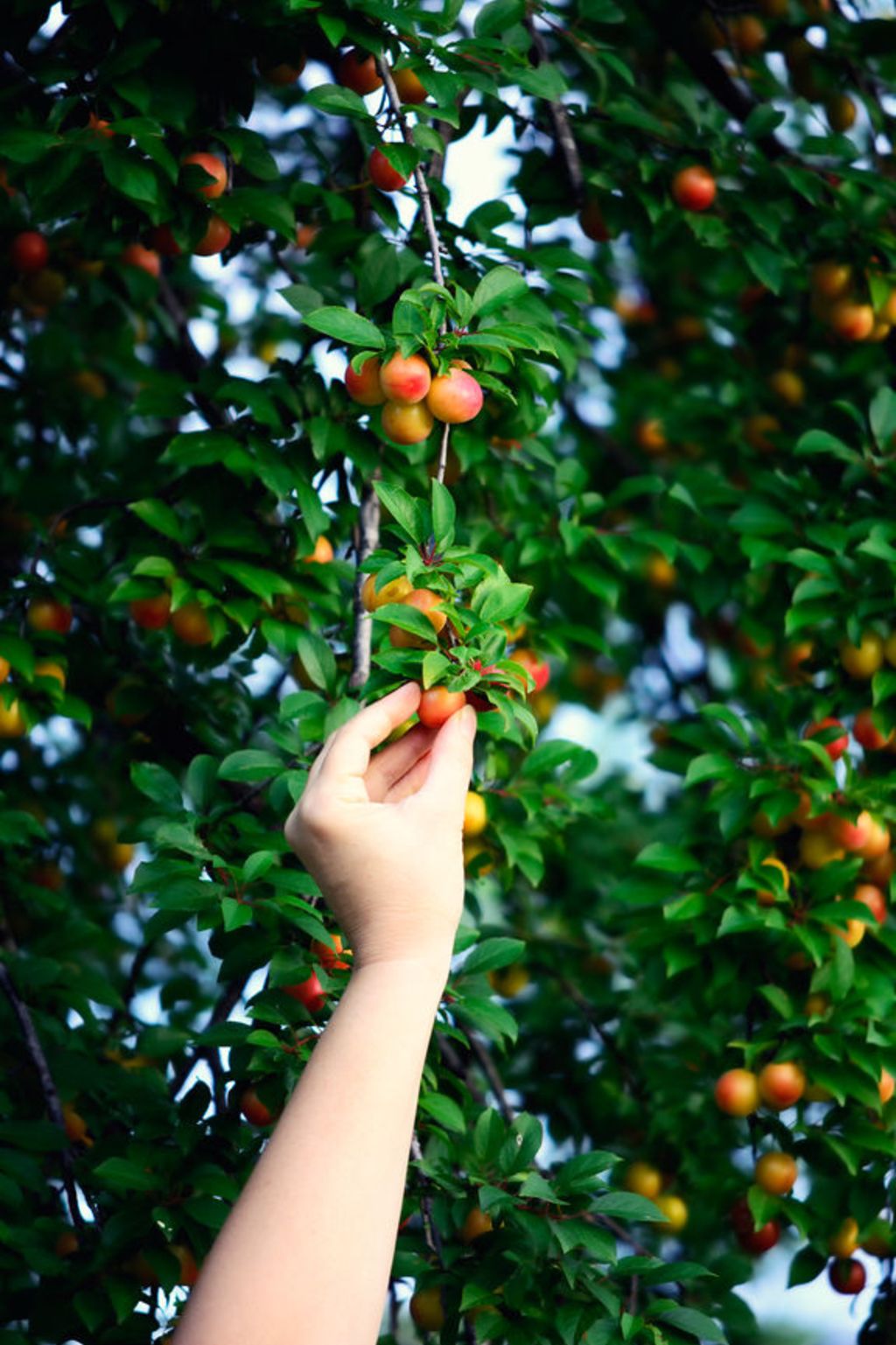 The many tried and tested methods I used to get rid of possums in my ... Biology Diagrams
